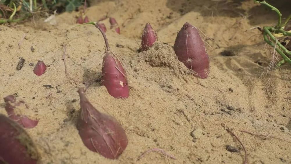 富硒地瓜叶子（叶子地瓜富硒含量多少）-硒宝网