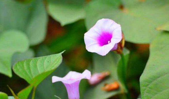 富硒地瓜叶子（叶子地瓜富硒含量多少）-硒宝网