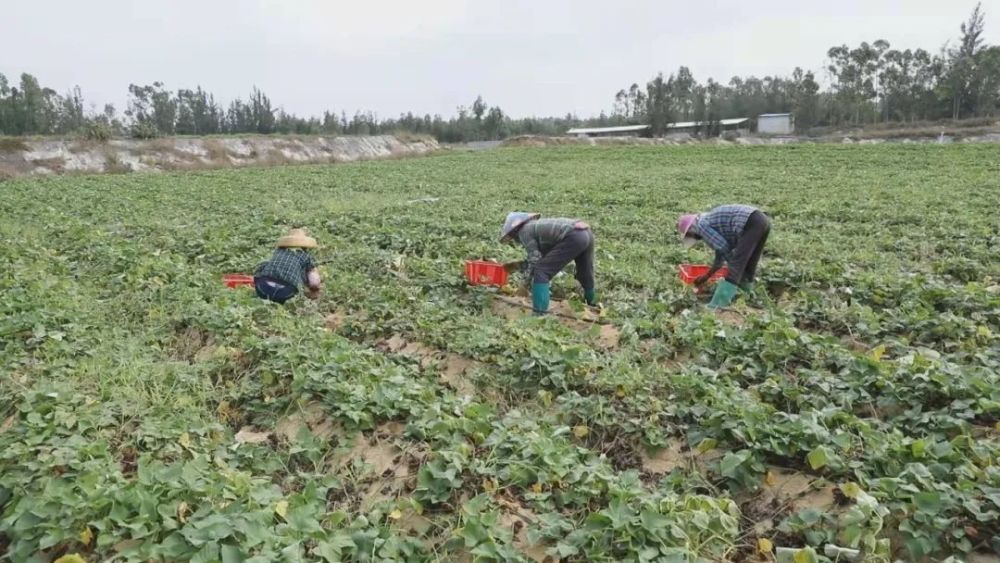 富硒地瓜叶子（叶子地瓜富硒含量多少）-硒宝网