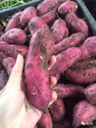 富硒地瓜细长(富硒地瓜好吃吗)-硒宝网