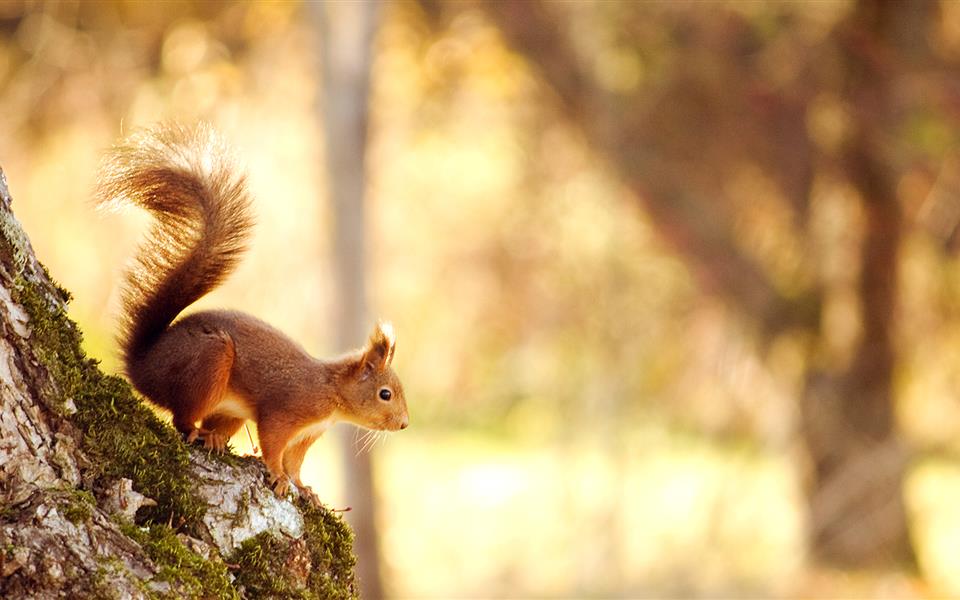 富硒奶油地瓜（奶油红薯是转基因吗）-硒宝网