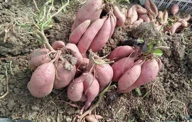 富硒地瓜叶子（红薯叶含硒吗）-硒宝网