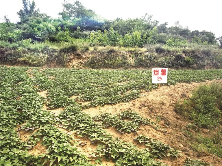 富硒地瓜不错(富硒地瓜好吗)-硒宝网