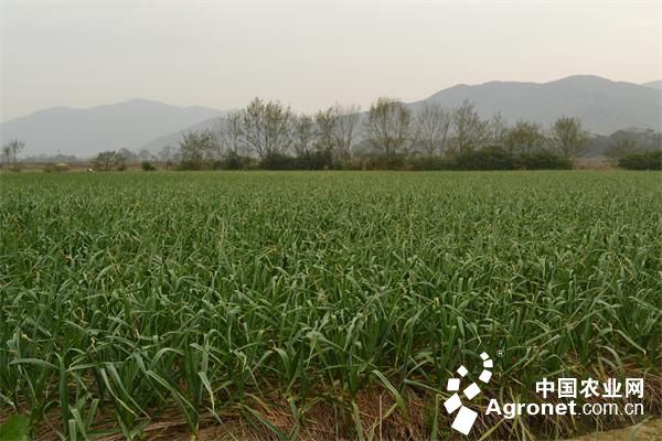 富硒地瓜收购(富硒地瓜多少钱一斤)-硒宝网