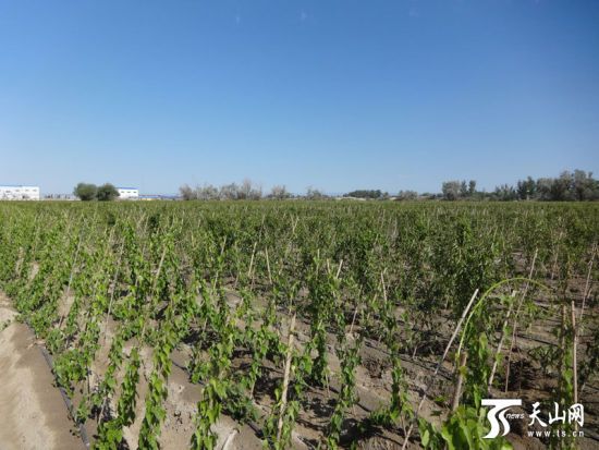 富硒地瓜凸起（富硒地瓜真的含硒吗）-硒宝网