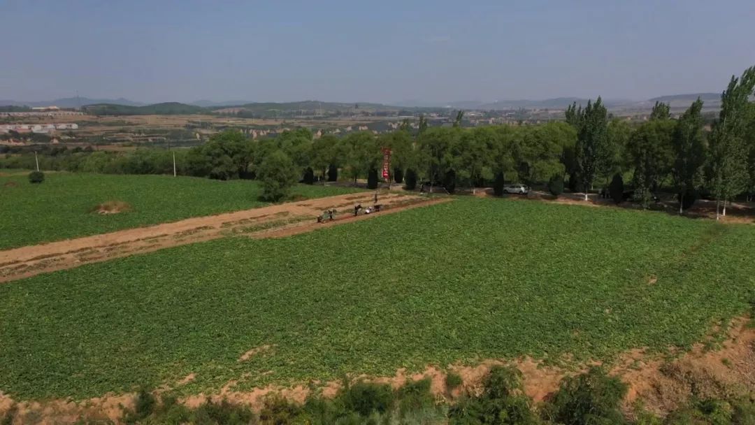 漳州富硒地瓜（富硒地瓜价格）-硒宝网