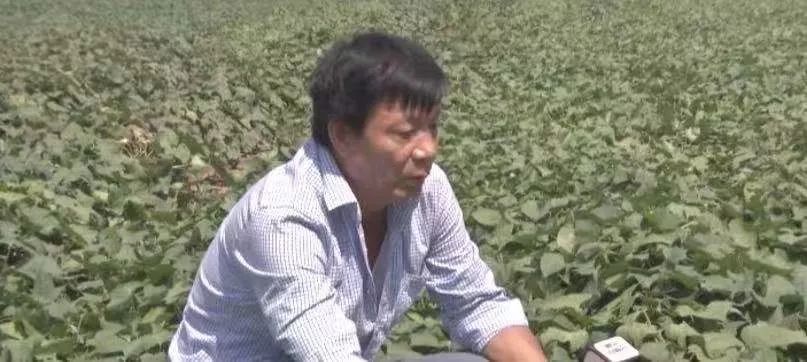 漳州富硒地瓜（富硒地瓜价格）-硒宝网