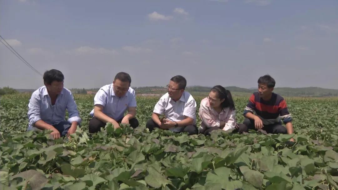 漳州富硒地瓜（富硒地瓜价格）-硒宝网