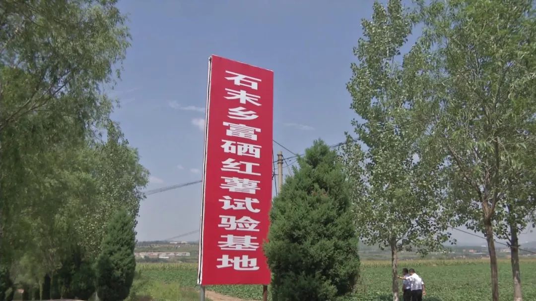 漳州富硒地瓜（富硒地瓜价格）-硒宝网