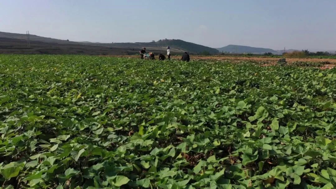 漳州富硒地瓜（富硒地瓜价格）-硒宝网