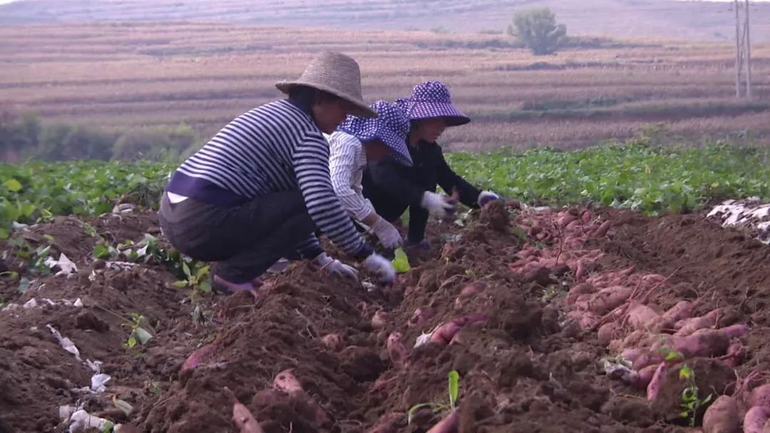 漳州富硒地瓜（富硒地瓜价格）-硒宝网