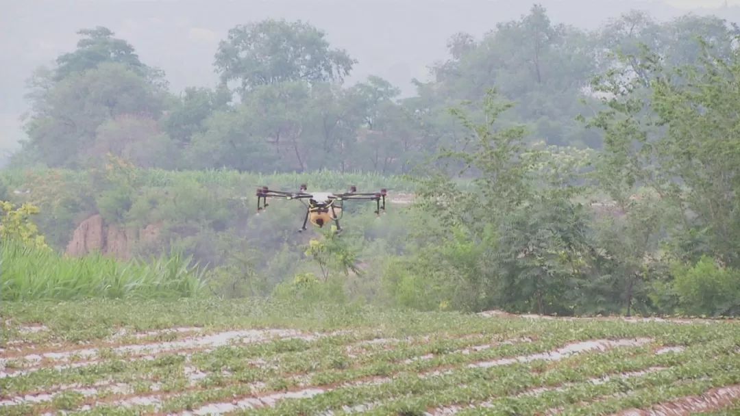 漳州富硒地瓜（富硒地瓜价格）-硒宝网