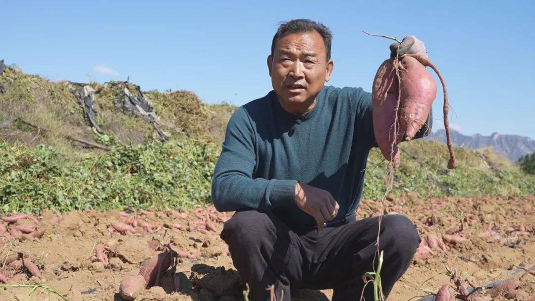 钟祥富硒地瓜(地瓜富硒钟祥有卖吗)-硒宝网