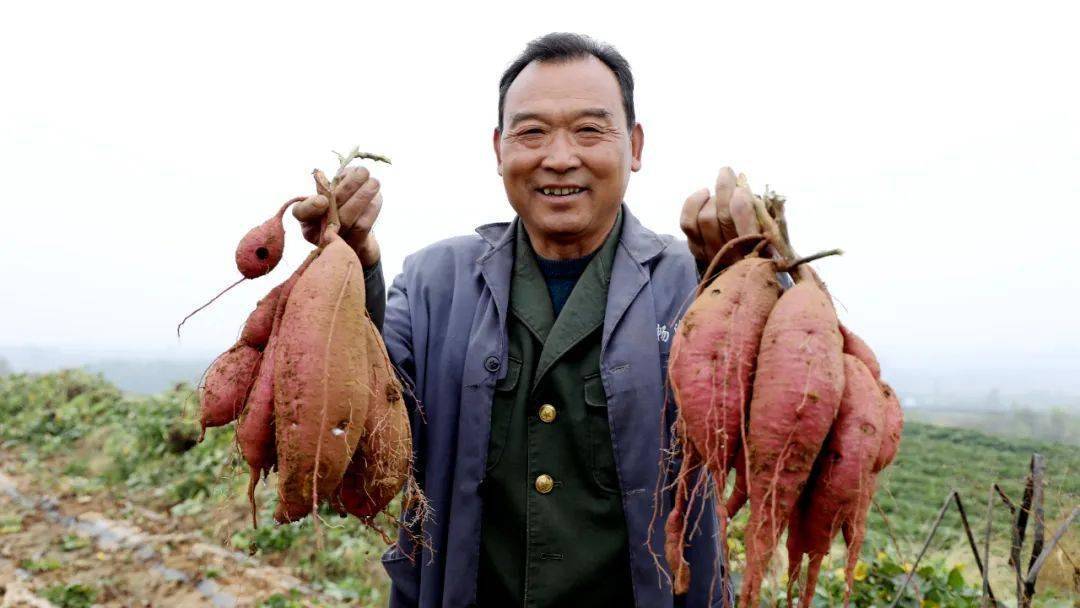 钟祥富硒地瓜(地瓜富硒钟祥有卖吗)-硒宝网