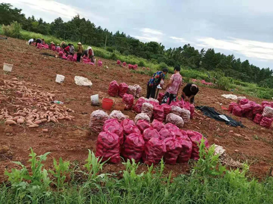 钟祥富硒地瓜(地瓜富硒钟祥有卖吗)-硒宝网