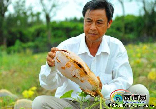 富硒地瓜细长（富硒地瓜营养价值）-硒宝网