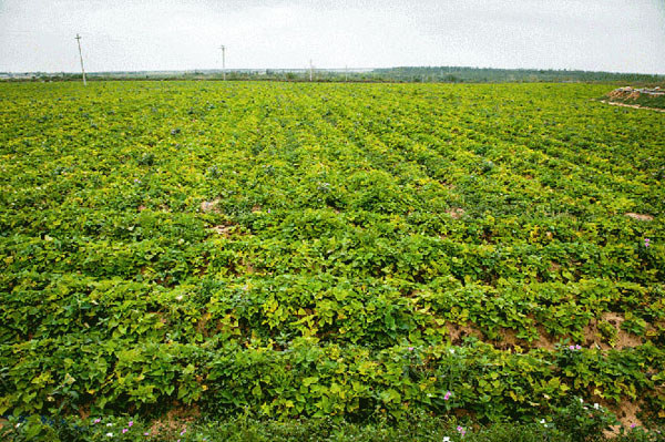 钟祥富硒地瓜(地瓜富硒钟祥哪里有卖)-硒宝网