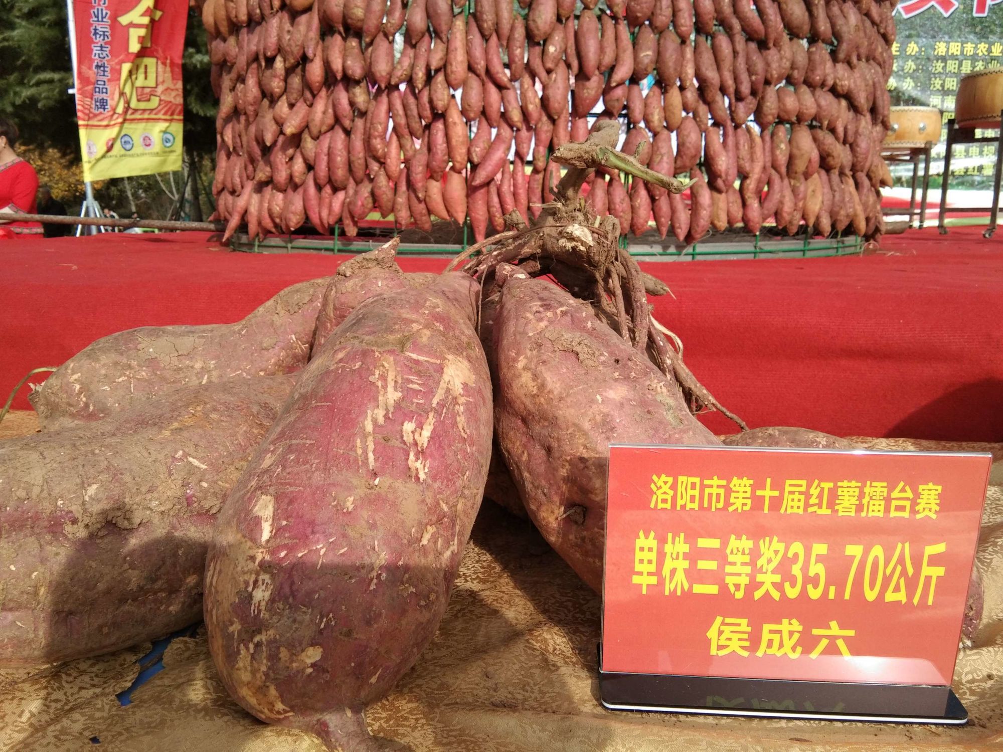 富硒地瓜揭秘(地瓜富硒标准)-硒宝网