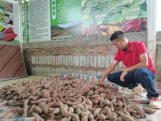 富硒地瓜揭秘(地瓜富硒标准)-硒宝网