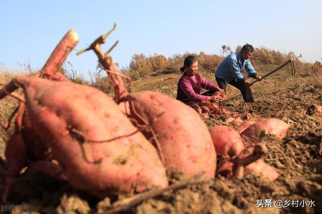 富硒地瓜揭秘(地瓜富硒标准)-硒宝网