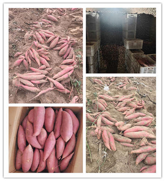 富硒地瓜揭秘(地瓜富硒标准)-硒宝网