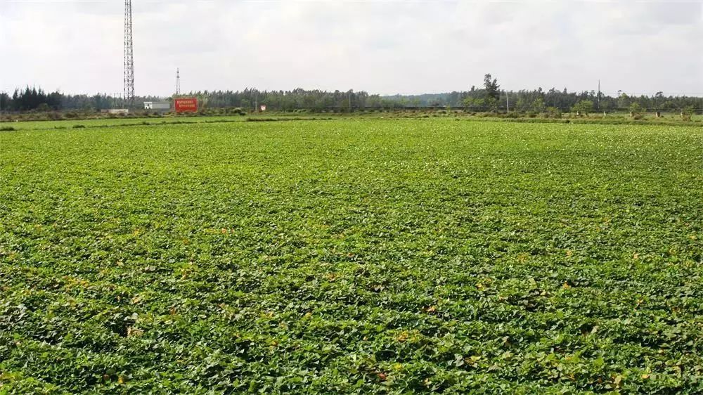 富硒地瓜宣传(地瓜宣传富硒文案)-硒宝网