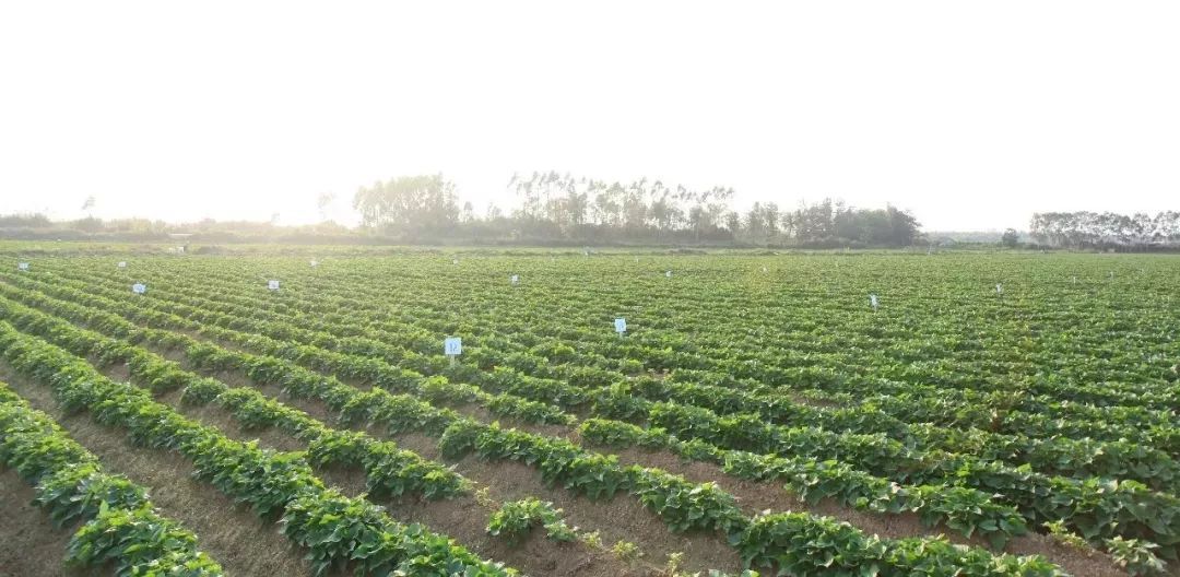 富硒地瓜宣传(地瓜宣传富硒文案)-硒宝网