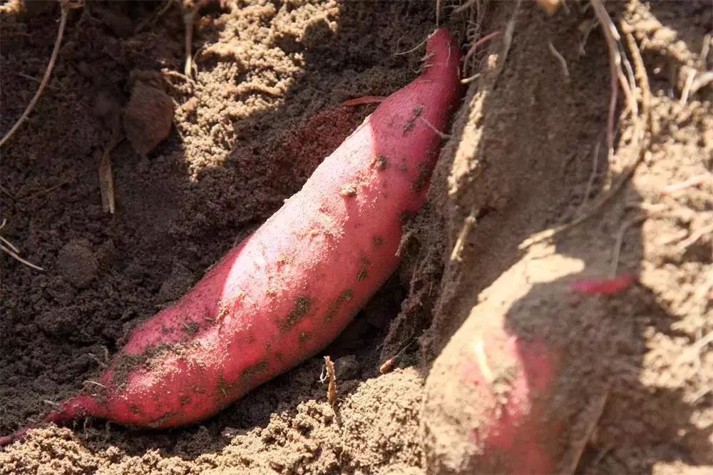 富硒地瓜宣传(地瓜宣传富硒文案)-硒宝网