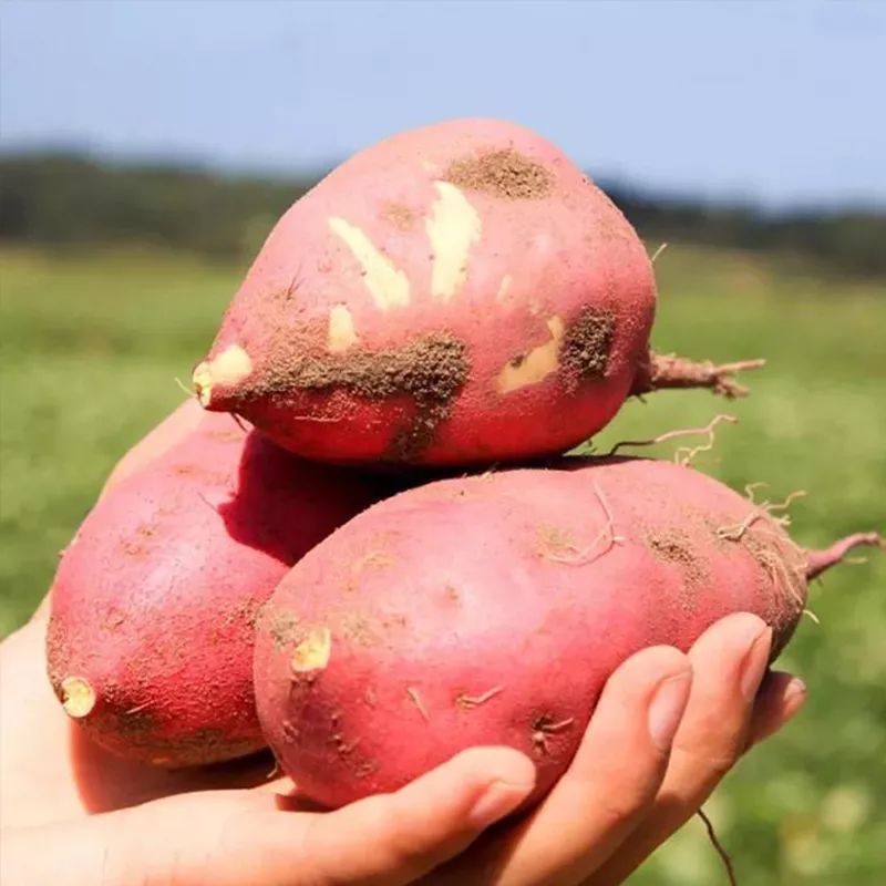 富硒地瓜宣传(地瓜宣传富硒文案)-硒宝网