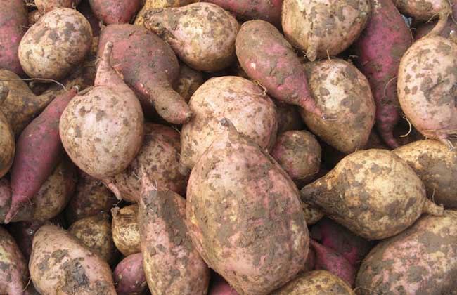 富硒地瓜揭秘(富硒地瓜口感怎样)-硒宝网