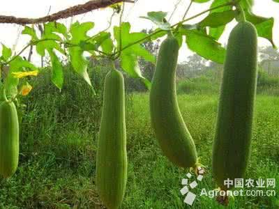 购买富硒地瓜(富硒地瓜的骗局)-硒宝网