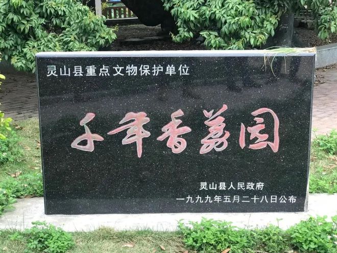 富硒地瓜揭秘（富硒地瓜真的含硒吗）-硒宝网