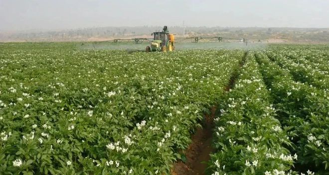 富硒地瓜揭秘（富硒地瓜真的含硒吗）-硒宝网