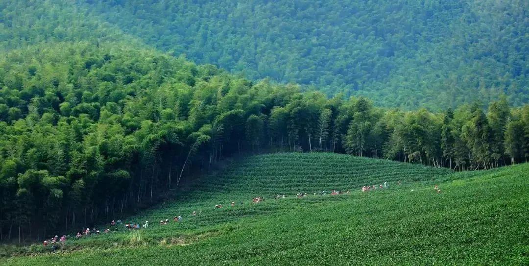 富硒地瓜储存（地瓜储存富硒多少天）-硒宝网
