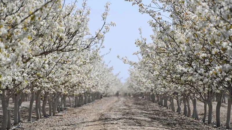 富硒地瓜储存（地瓜储存富硒多少天）-硒宝网