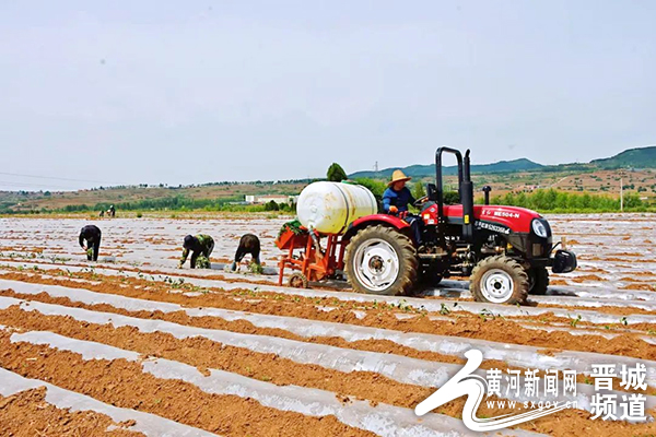 富硒地瓜种子(富硒地瓜是什么品种)-硒宝网