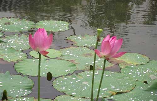 南瓜补铁吗（南瓜补铁还是补锌）-硒宝网