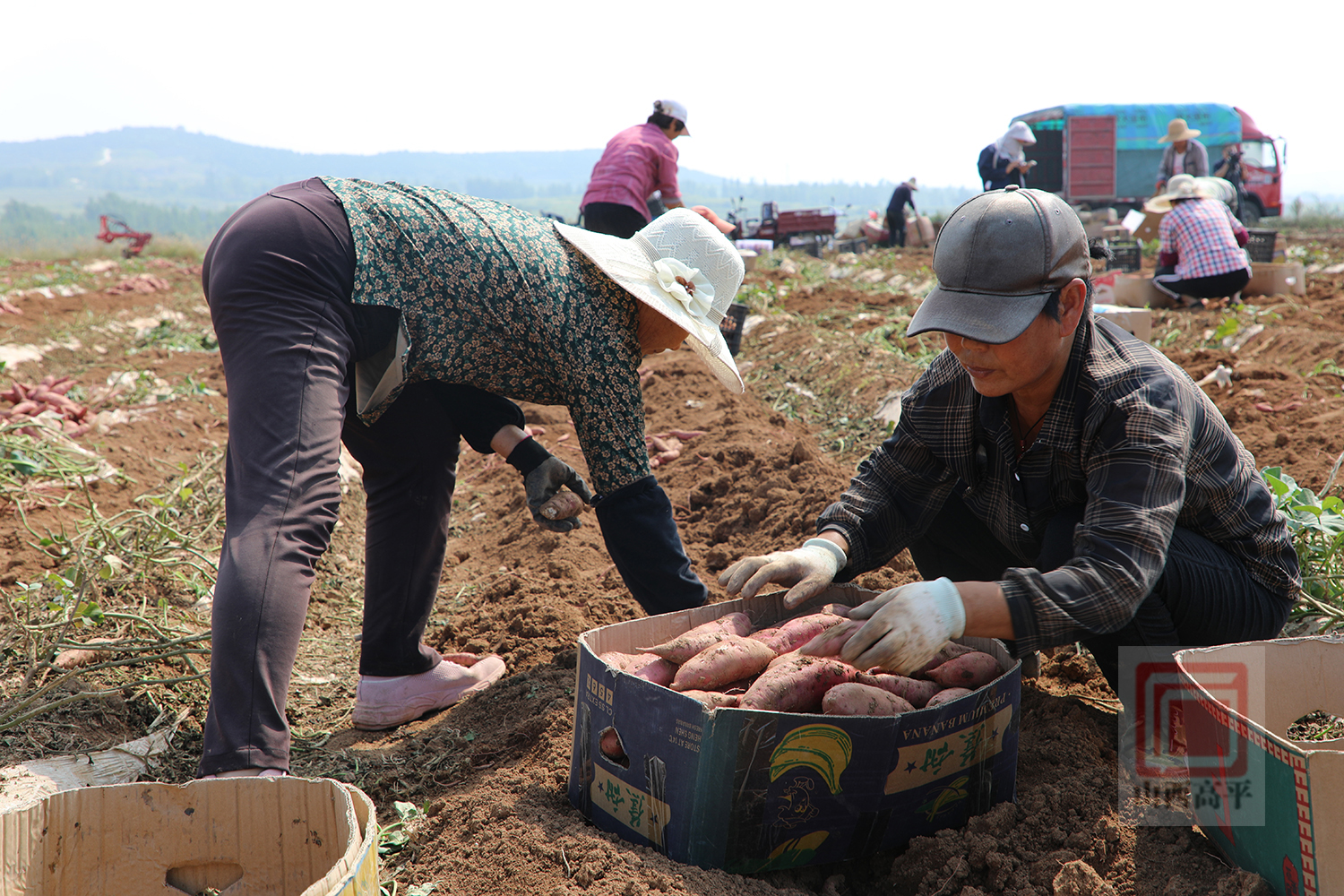 烤箱富硒地瓜（富硒地瓜怎么烤）-硒宝网