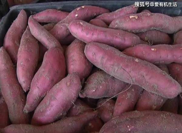 烤箱富硒地瓜（富硒烤红薯）-硒宝网