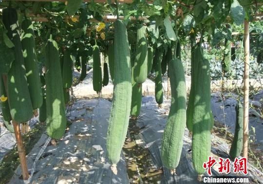 富硒地瓜种子(地瓜富硒标准)-硒宝网