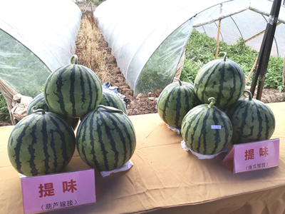 富硒地瓜种子(富硒地瓜种植技术视频教程)-硒宝网