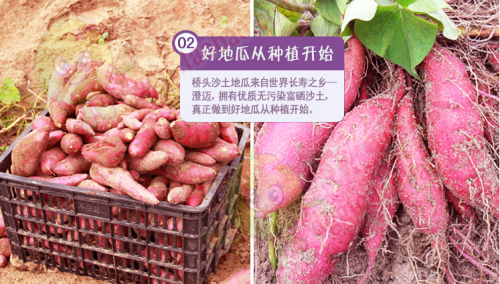 富硒地瓜澄迈(海南澄迈富硒地瓜成熟月份)-硒宝网