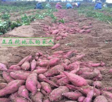 富硒地瓜澄迈(海南澄迈富硒地瓜成熟月份)-硒宝网