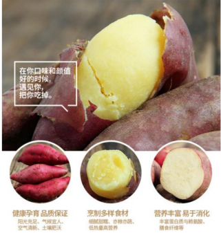 富硒地瓜澄迈(海南澄迈富硒地瓜成熟月份)-硒宝网