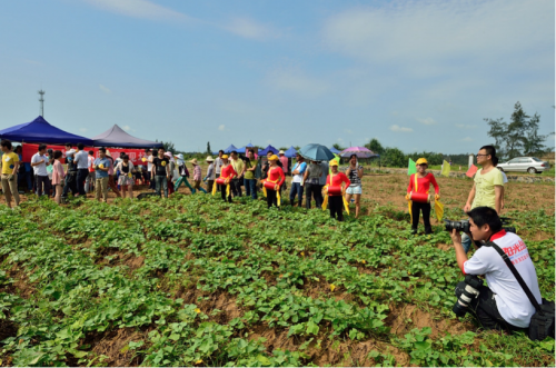 富硒地瓜澄迈(海南澄迈富硒地瓜成熟月份)-硒宝网