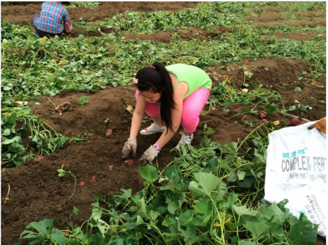 富硒地瓜澄迈(海南澄迈富硒地瓜成熟月份)-硒宝网