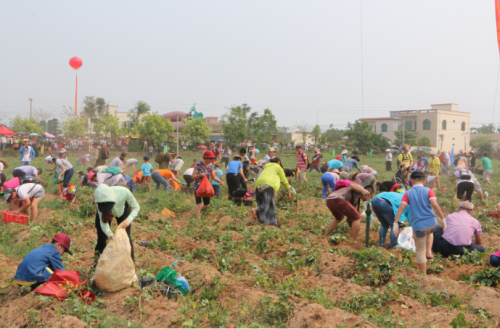 富硒地瓜澄迈(海南澄迈富硒地瓜成熟月份)-硒宝网