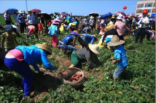 富硒地瓜澄迈(海南澄迈富硒地瓜成熟月份)-硒宝网