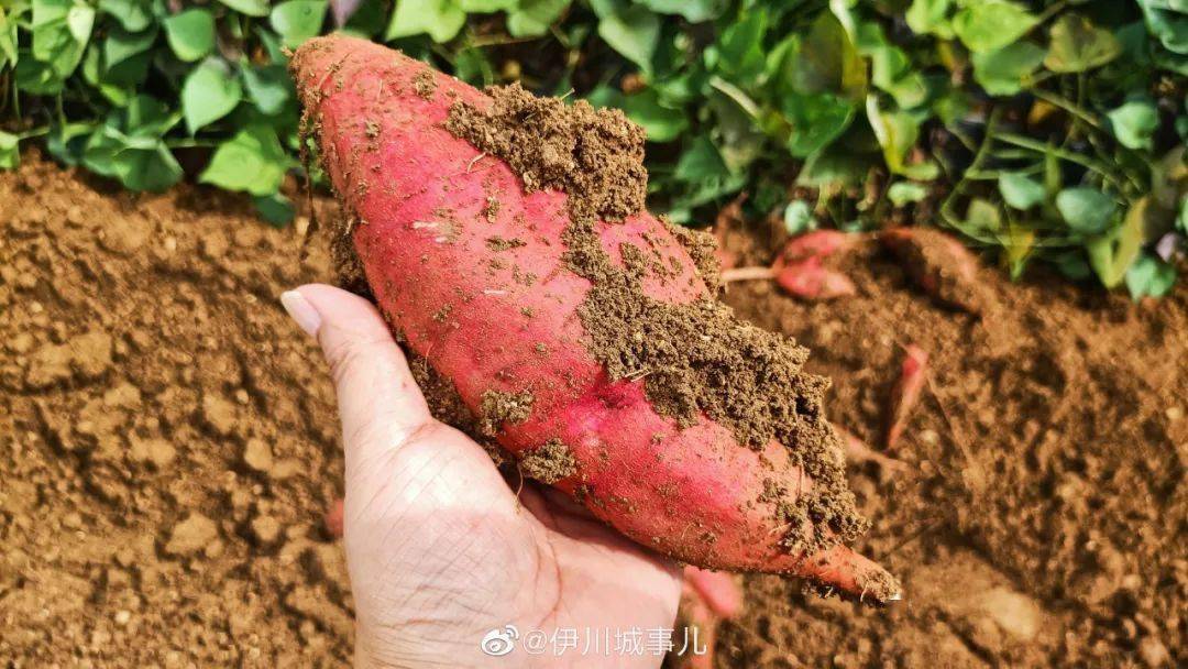 富硒地瓜怎么(富硒地瓜对人体有什么好处)-硒宝网