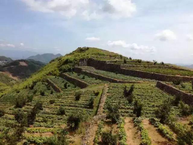 富硒地瓜好吗(富硒地瓜对人体有什么好处)-硒宝网